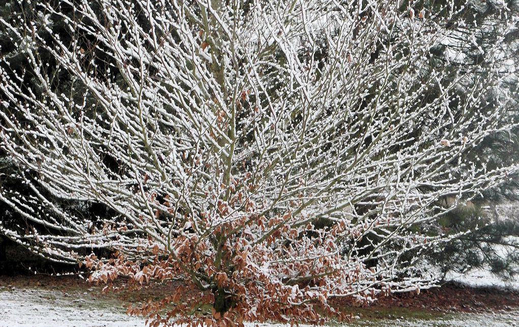 Février 2012, épisode neigeux suivi de froids descendant à Mardié à-12°C, au total quinze jours d'un hiver sévère, éprouvant pour la faune du territoire.