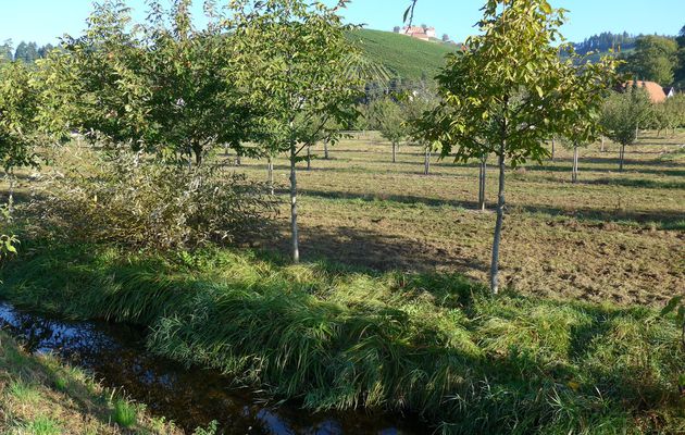 DURBACH, STAUFENBERG en Allemagne