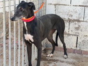 levrier galga d'Espagne a adopter sous contrat associatif sos chiens galgos