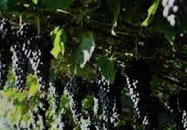 #Teroldego Producers Brasil Vineyards