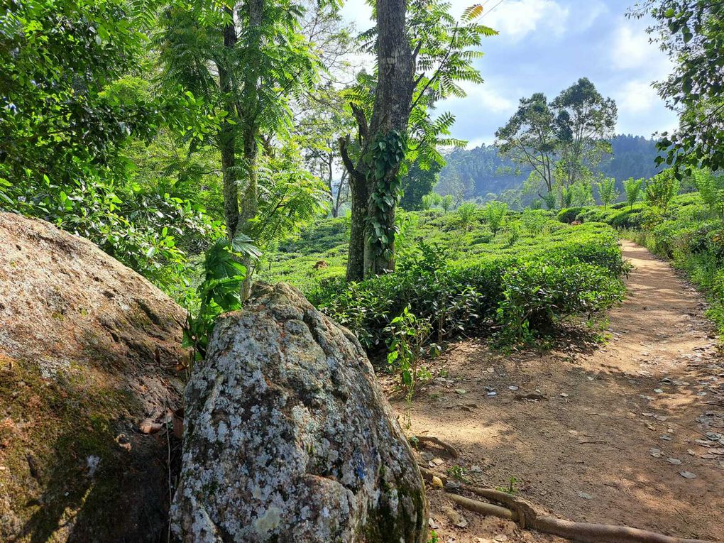 Le Sri-Lanka : Une perle de l'Océan Indien à découvrir