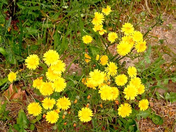 Fleurs  de laiterons - astéracées 21.04