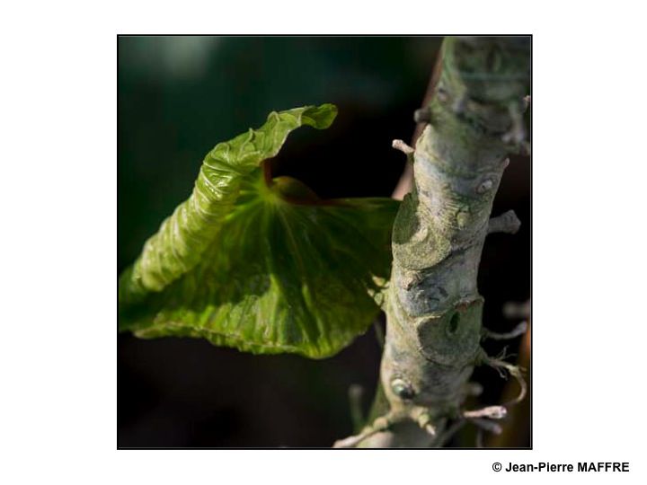 Pour qu’il y ait des plantes, il faut du soleil. Pour les magnifier, encore et toujours du soleil.