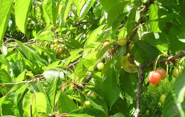 Les cerises sont presques mures chez achille et rosalie