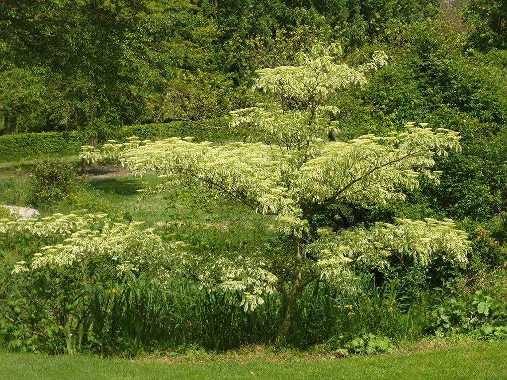 A la découverte du jardin de Plessis-Sasnières