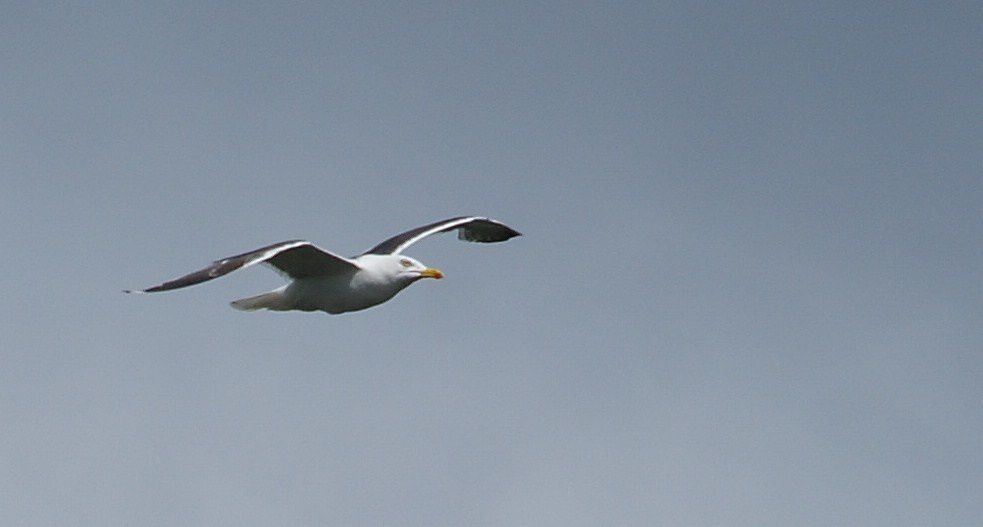 Album - Oiseaux-des-marais