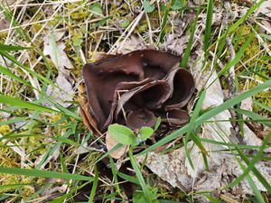 Odile attire notre attention sur l'Auricularia auricula-judae, communément appelée Oreille-de-Judas, est une espèce de champignons basidiomycètes comestibles du genre Auricularia, dont la forme extérieure rappelle celle d'une oreille. 