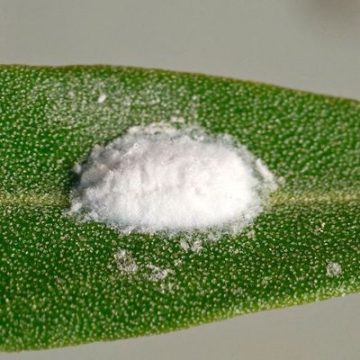 Comment identifier et éliminer la cochenille farineuse sur un olivier ?