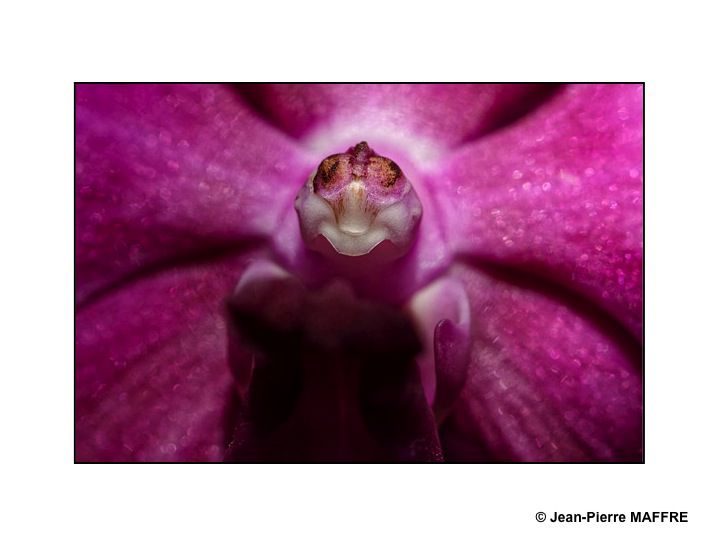 En s'approchant du cœur des orchidées on peut admirer les mystères de leur beauté fascinante.