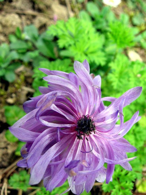 Photos diverses de fleurs et plantes de mon jardin, pour la plupart... en toutes saisons.