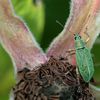 Charançon vert pâle (Polydrusus impressifrons)