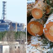 Американские ученые исследовали чернобыльские деревья-мутанты, меняющие цвет и форму