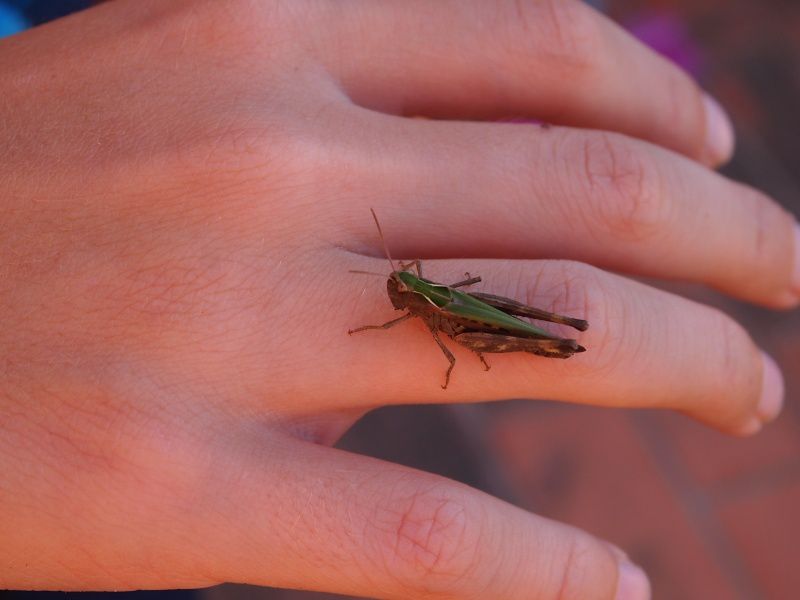 Des bébêtes dans le jardin et la maison