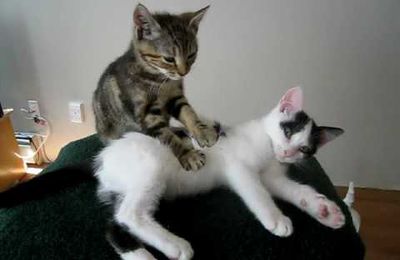L'instant chat : le massage