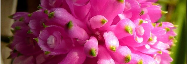 Dendrobium bracteosum