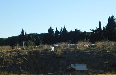 Le déplacement des moutons de Allan