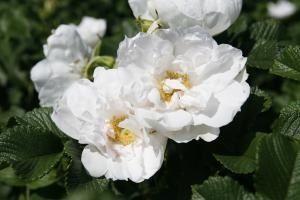 Photo: http://www.globeplanter.com/