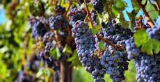 #Merlot Producers Washington Vineyards