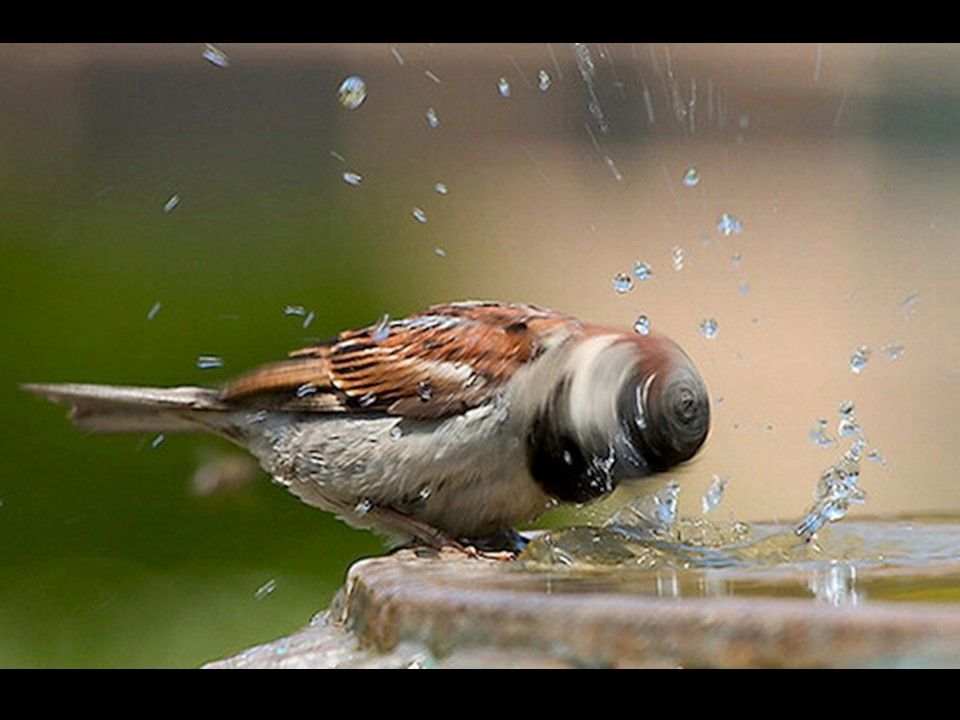 Divers - Il fallait l'attraper