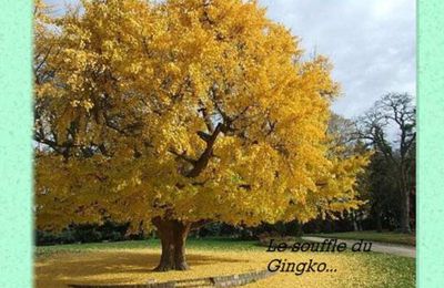 Le souffle du Gingko dans le Jura ...