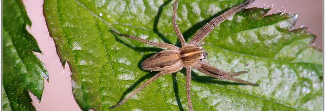 Araignée - Pisaure Admirable (5) - Pisaura mirabilis
