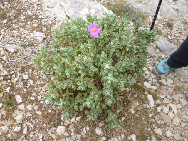 Rando du 4/03/2019 Carrieres de Baou Talla