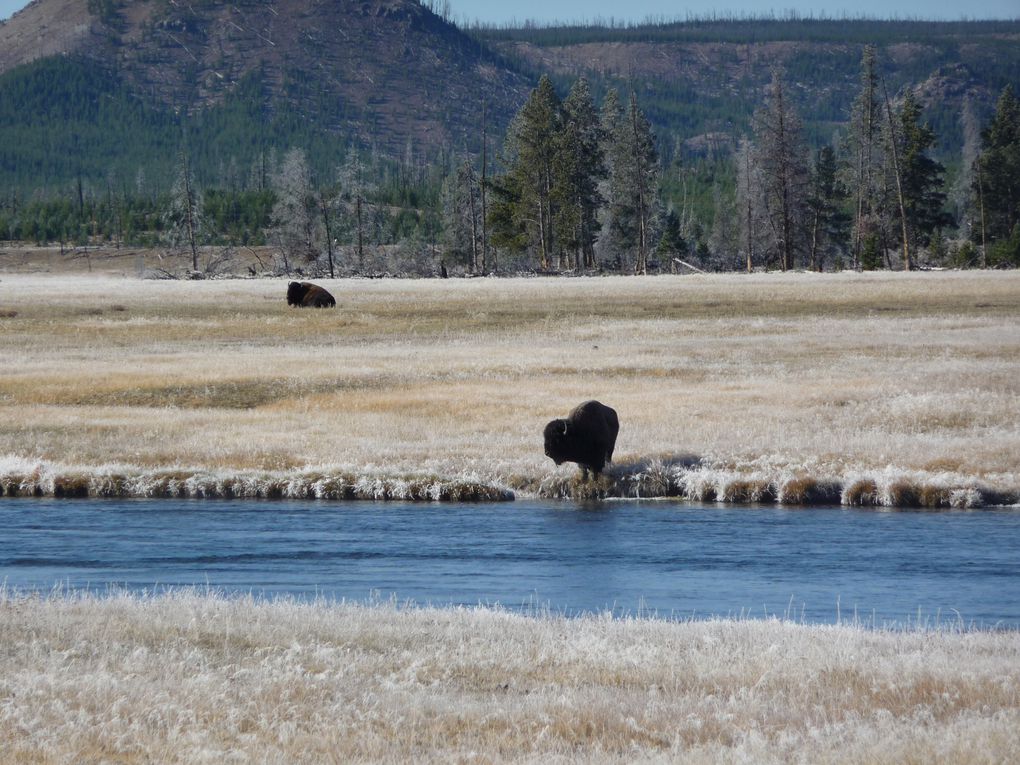 Album - 15.Yellowstone (Wyoming-octobre)