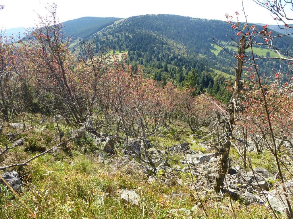 Le pierrier du Steinmauer, avec sa vue sur : le Hilsenfirst, le Langenfeldkopf et les Alpes suisses ...