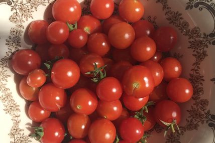 Echte Bio-Tomaten im Tomatenzelt gereift