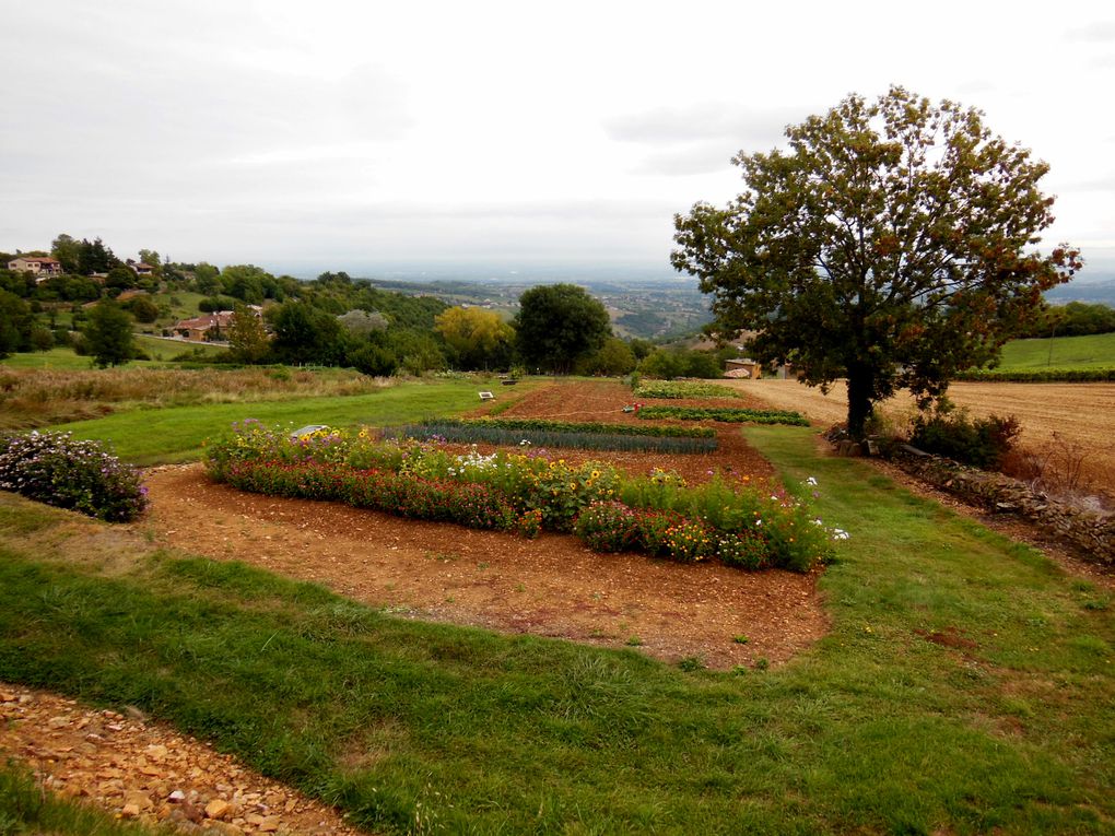 Des vaches charolaises, plein.