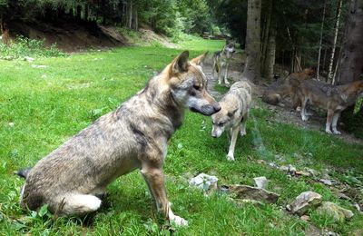  LES LOUPS DU MERCANTOUR  . . .