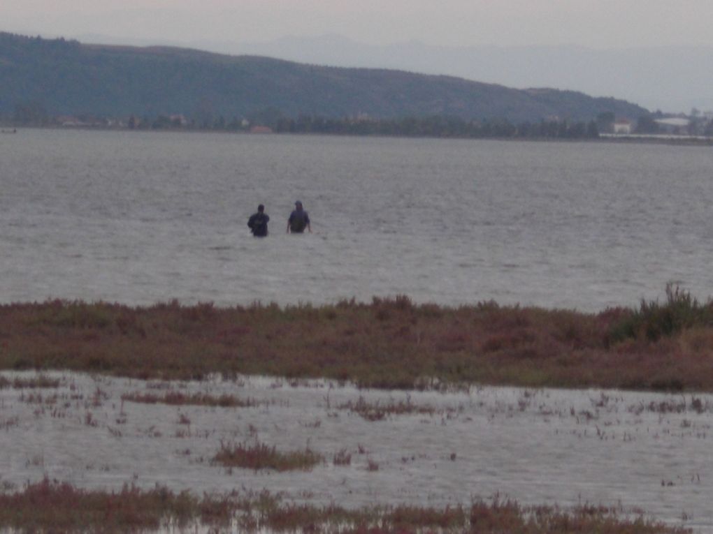 le parc, la lagune, la plage, aigrettes blanches et garzettes, le centre de Lushnjé.