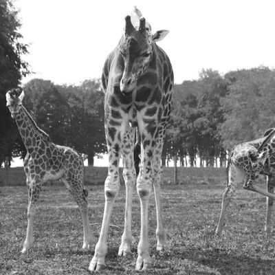 Girafes bretonnes