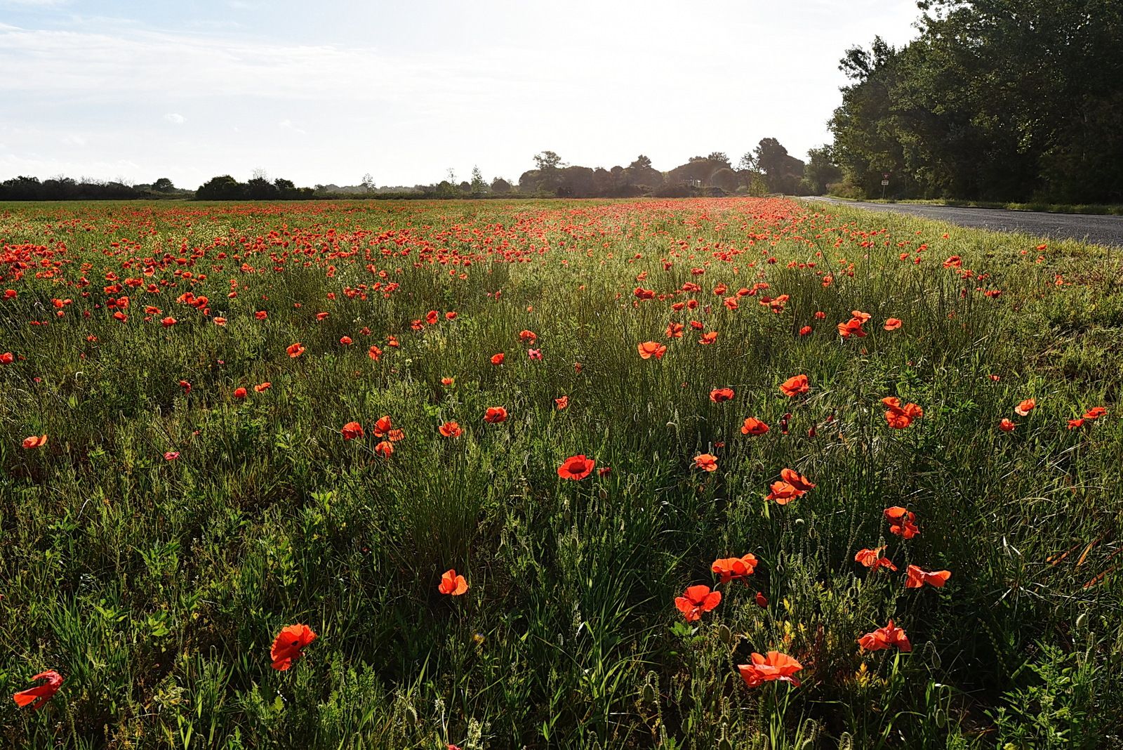Avec le mois de mai les champs de coquelicots sont de retour...