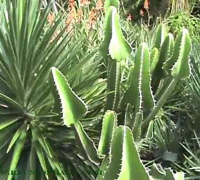 Ile de la Réunion, le jardin d'Eden