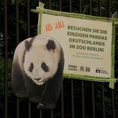 Panda Meng Meng und Jiao Qing im Berliner Zoo 06.07.2017