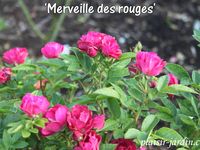 Le concours de roses de Le Roeulx 1/3: la roseraie