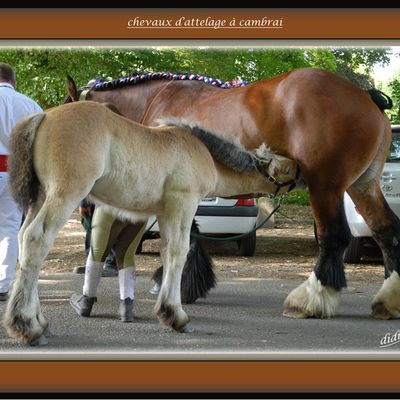 chevaux d'attelage à cambrai