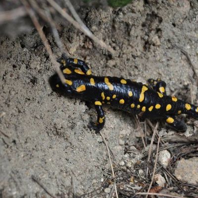 SALAMANDRA CORSICA.