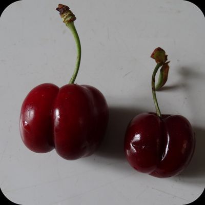 Cerises ou coco-fesses ?