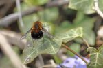 Grand bombyle au dos doré