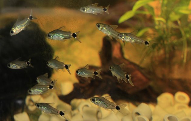 Corydoras tout maigre