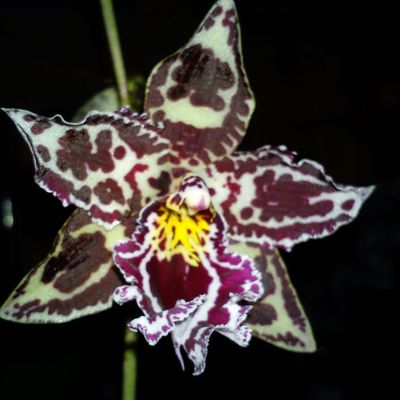 Orchidée - Cambria - Commentaires