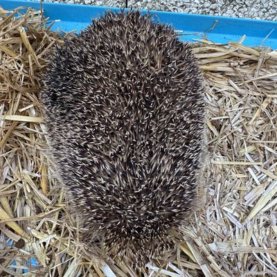 Une jolie surprise en ouvrant leur cabane