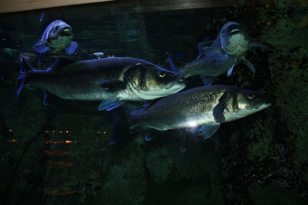 Photos de la visite de l'aquarium de Vannes et de la ville de Vannes, mercredi 17 mars 2010 après-midi.