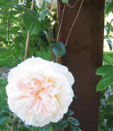 Dans mon jardin, le rosier grimpant "Mon jardin et ma maison" et le rosier liane "Euphrosine"