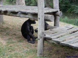 Zoo de Beauval en camping-car (Voyages en camping-car)