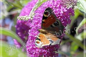 Papillon : paon du jour - Inachis io