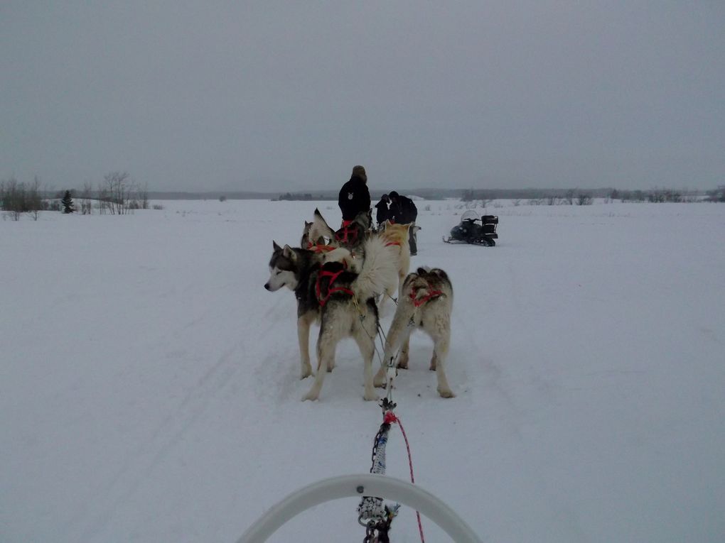 Album - Ile d'Orléans-skidoo-traineau à chiens