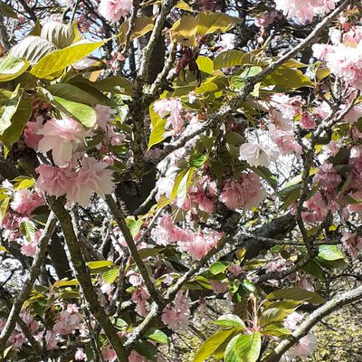 fleurs roses et rayons de soleil